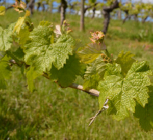 Weinbgerg an der Nahe