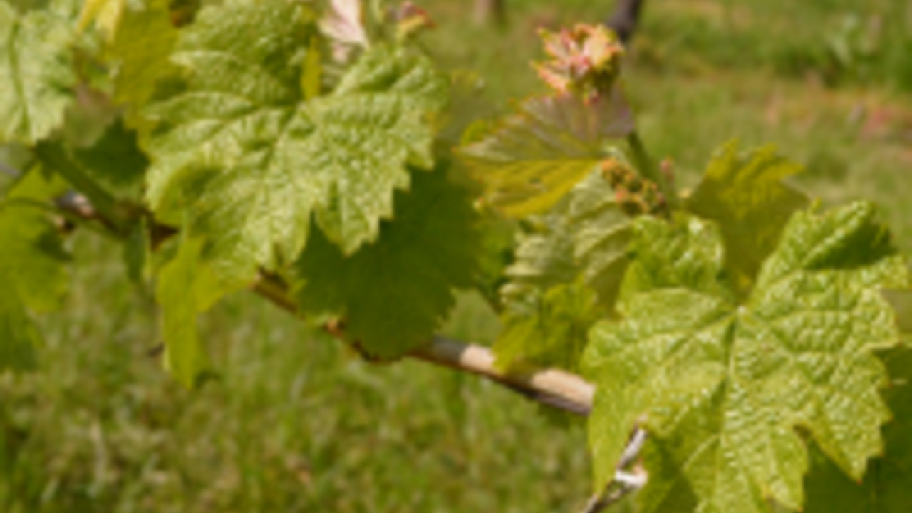 Weinbgerg an der Nahe Weinbgerg an der Nahe