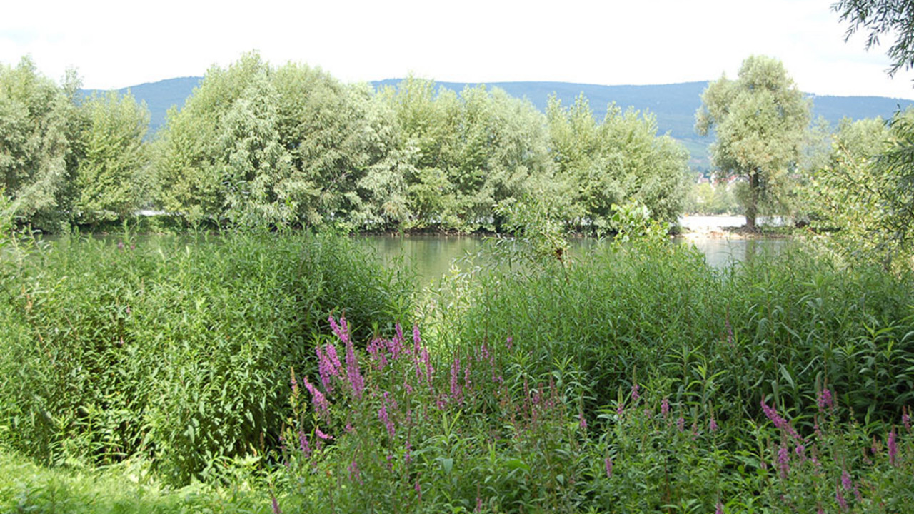 Rheinufer bei Ingelheim