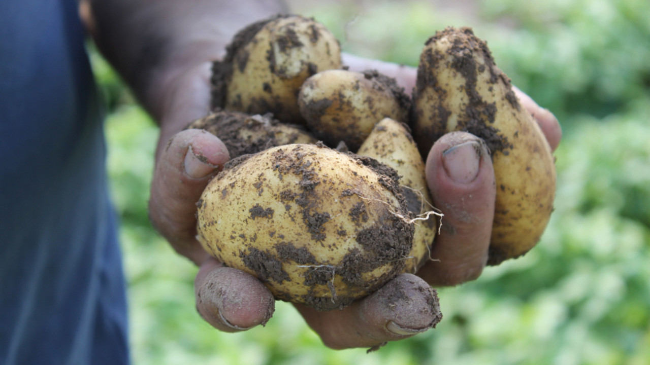 Frisch geerntete Kartoffeln