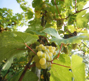 Weinrebe