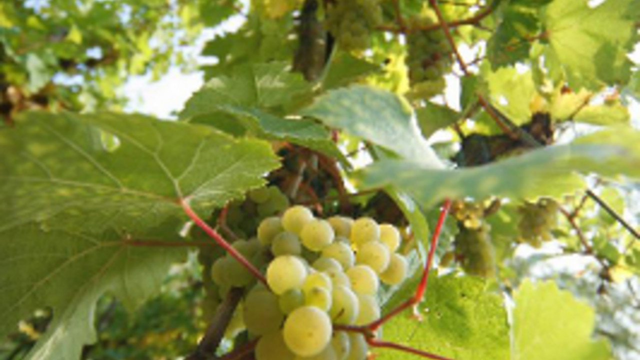 Weinrebe Weinrebe