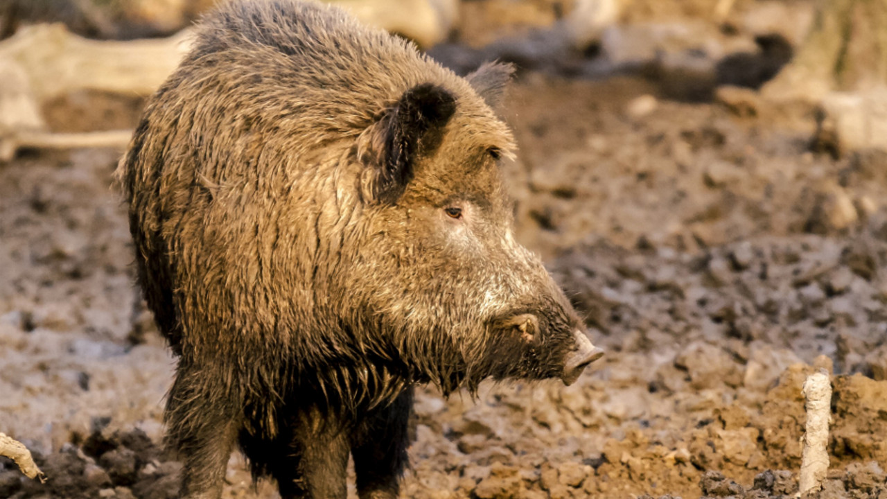 Wildschwein