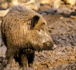 Wildschwein