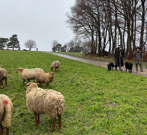 Staatsministerin Anne Spiegel besucht Wanderschäfer.