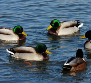 Stockenten im Wasser