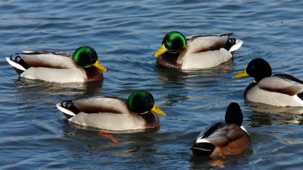 Stockenten im Wasser