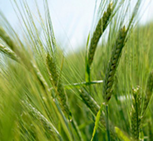 Gerstenfeld, Foto: project photos