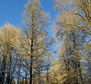 Schneebedeckte Bäume im Hunsrück, Foto: Gerhard Hänsel