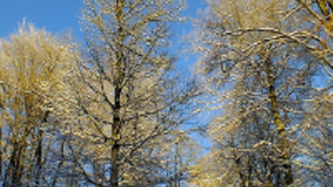 Schneebedeckte Bäume im Hunsrück, Foto: Gerhard Hänsel