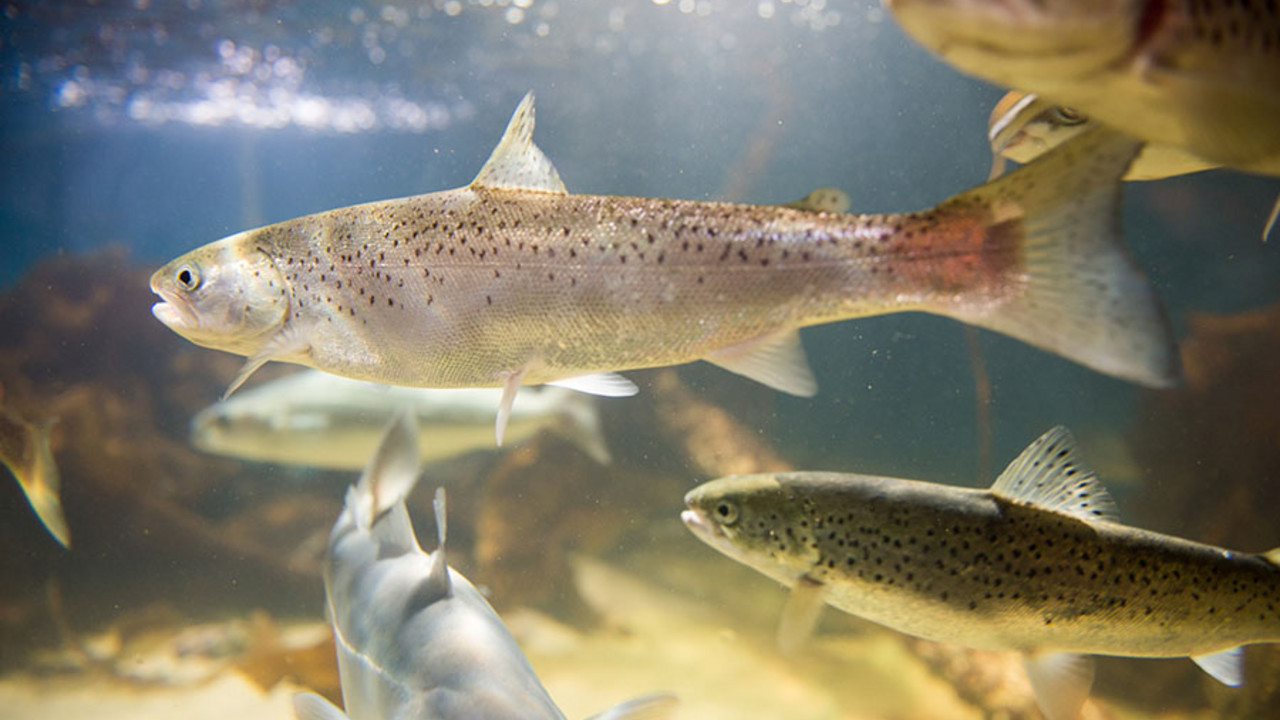 Salmon swimming LAchs