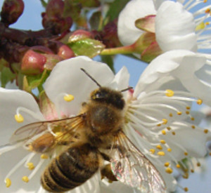 Biene an Blüte. Foto: Fritz Mossel