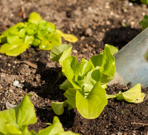 Salat im Garten