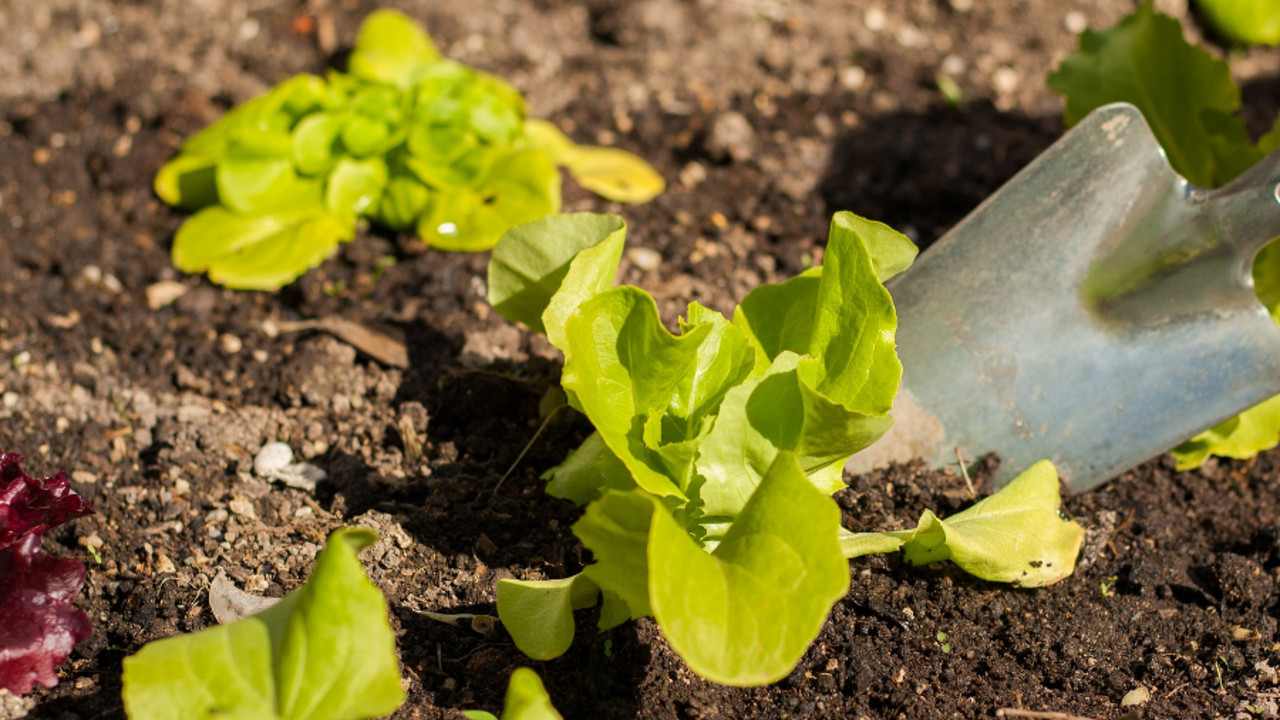 Salat im Garten