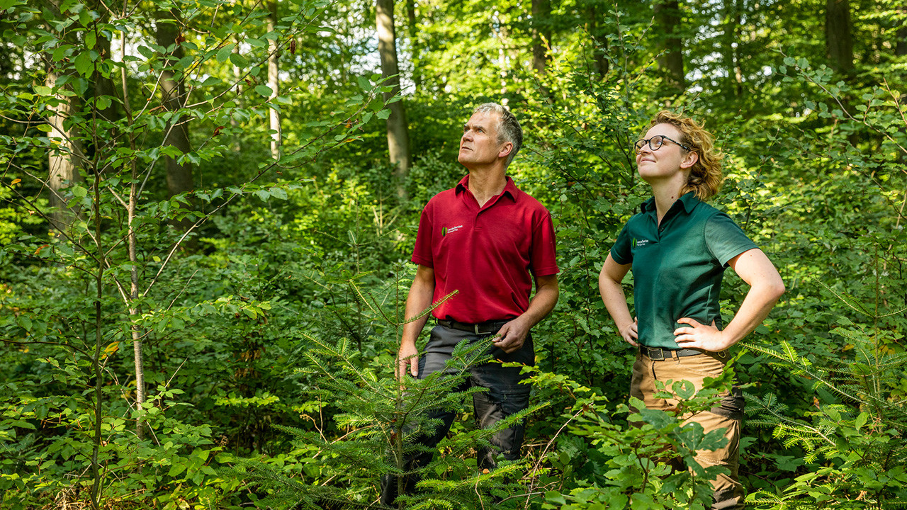 Försterin und Förster unterwegs in einem Mischwald