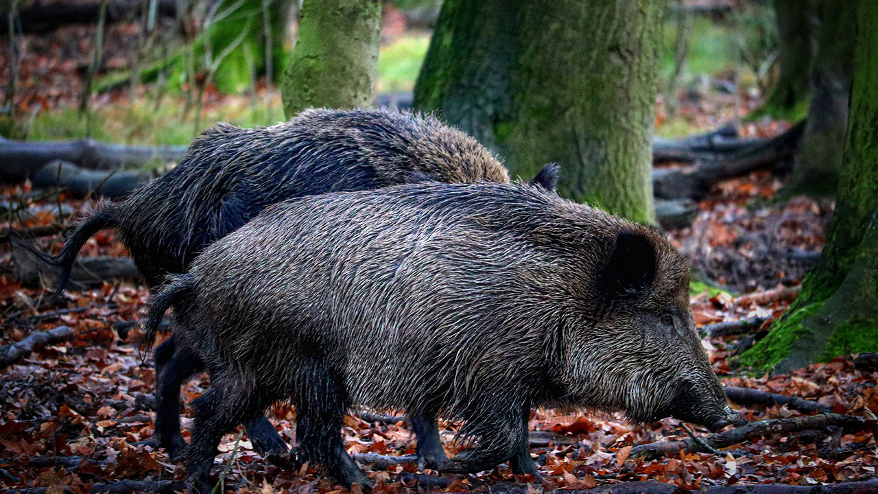 Wildschweine