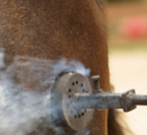 Schenkelbrand bei einem Pferd, Foto: istockphoto