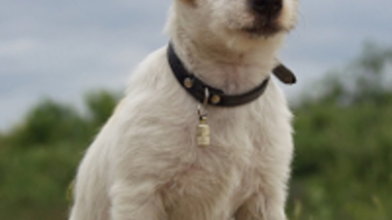 Jack Russell Terrier, Foto: Pixabay