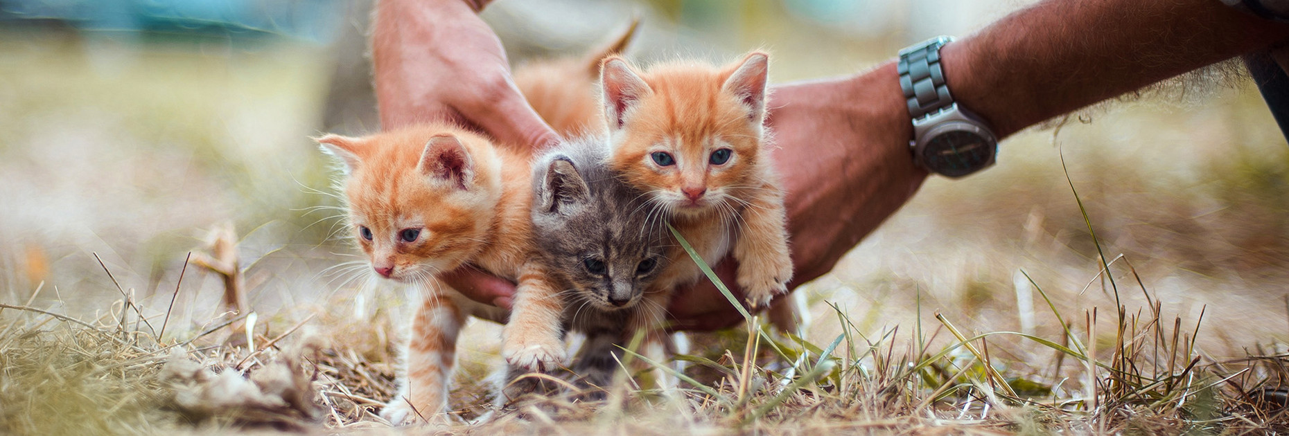 Drei kleine Katzen